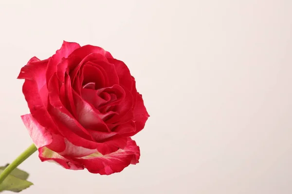 Vacker Rosa Ros Den Vita — Stockfoto