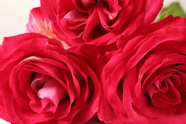 Nahaufnahme Von Roter Rose — Stockfoto