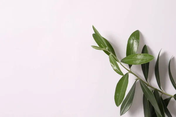 Зеленое Растение Листьями Белом Фоне — стоковое фото