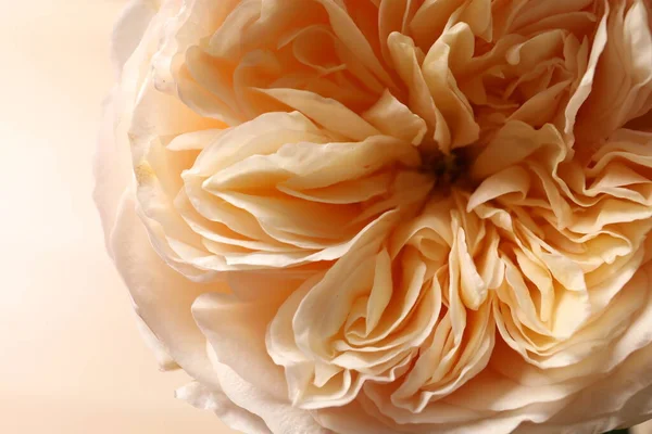 Piękna Róża Tle Zbliżenie — Zdjęcie stockowe