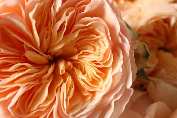 Vacker Rosa Blomma Närbild — Stockfoto
