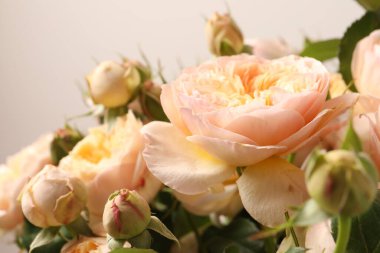 Bej arka planda bir buket güzel gül, yakın plan, çiçek arkaplan.