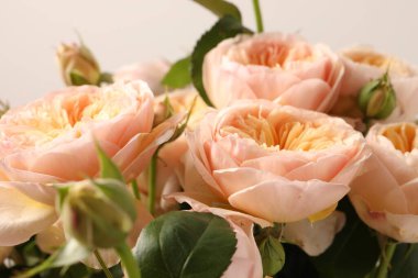 Bir buket gül, kapat.