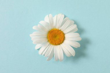 Mavi arka planda papatya çiçeği. düz alan, üst görünüm, kopyala boşluk