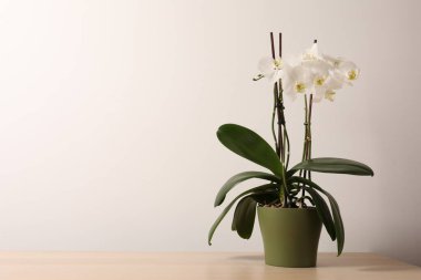 Tahta arka planda beyaz tencerede güzel bir çiçek