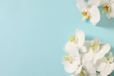 Renkli arkaplanda güzel orkide çiçekleri