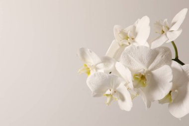 Gri arkaplanda beyaz orkide.