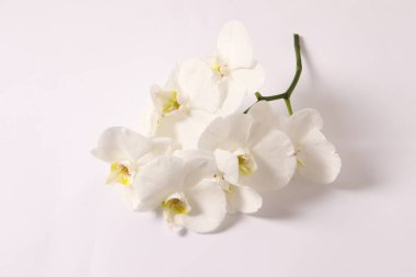Beyaz arkaplanda beyaz orkide çiçekleri