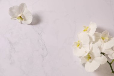 mermer desenli arka planda güzel beyaz orkide.