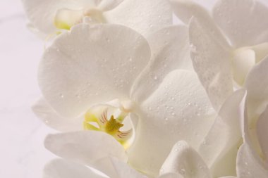 Üzerinde su damlaları olan beyaz orkide çiçeği.