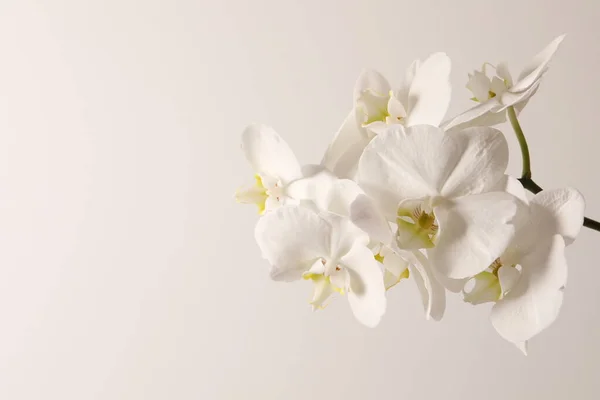 Красивые Белые Цветы Лилии Светло Сером Фоне Вид Сверху — стоковое фото