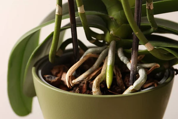 Green Orchid Pot — стоковое фото