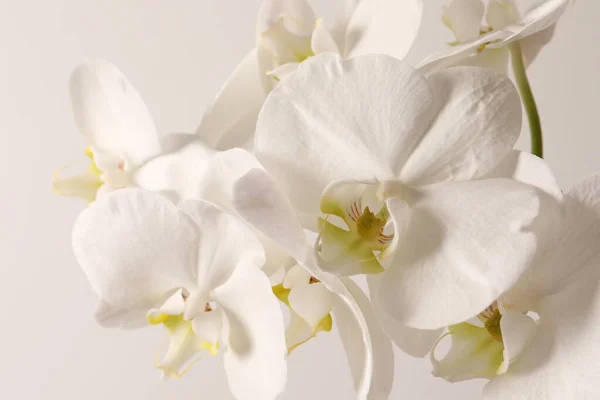 Flor Orquídea Blanca Cerca Sobre Fondo Blanco —  Fotos de Stock
