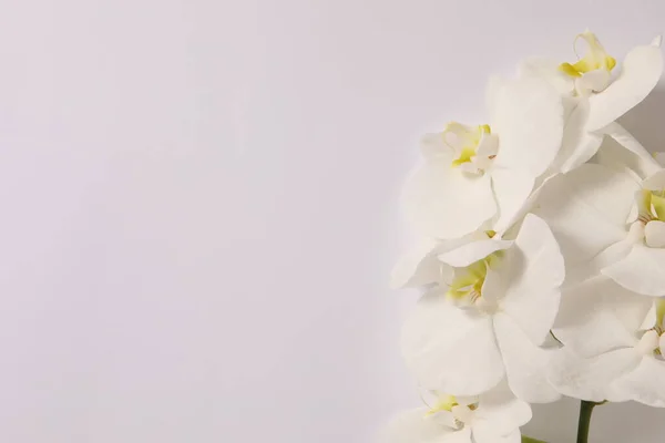 Weiße Orchideen Auf Weißem Hintergrund — Stockfoto