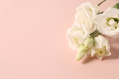 Pembe bir arka plan üzerinde beyaz eustoma çiçekler.