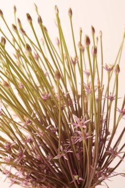 bir buket çiçek beyaz zemin üzerine