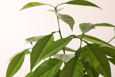 beyaz arkaplanda yeşil bitki