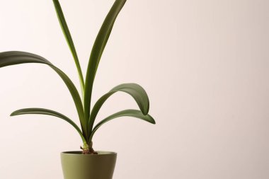 Gri arka planda saksıda güzel yeşil bitki