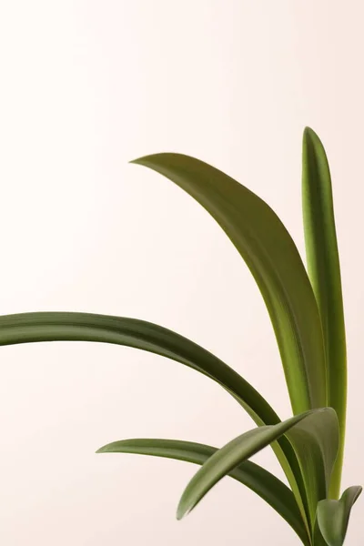 Tropische Plant Kleur Achtergrond — Stockfoto