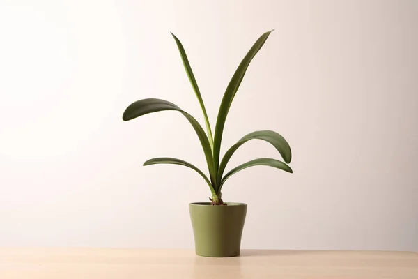 Mooie Groene Tropische Palmboom Plant Witte Pot Witte Achtergrond Met — Stockfoto