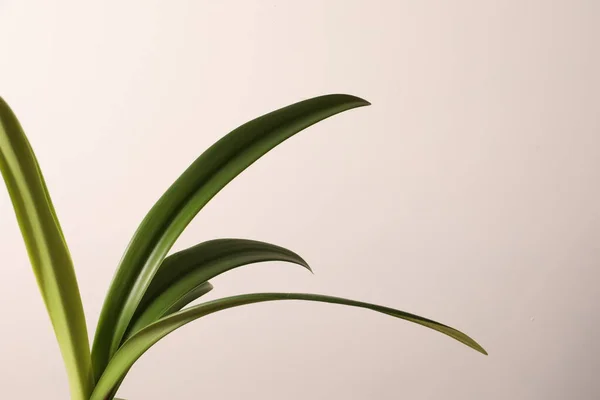 Зеленый Лист Белым Фоном — стоковое фото