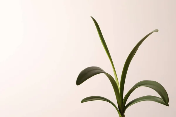 Рендеринг Зеленого Растения Изолирован Белом — стоковое фото