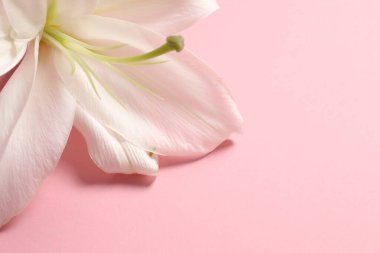 Beyaz arkaplanda pembe orkide.