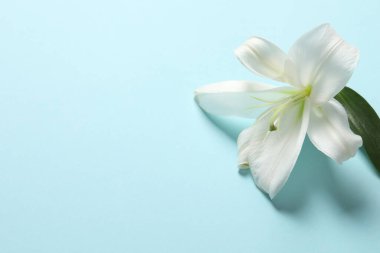 mavi zemin üzerine beyaz zambak.