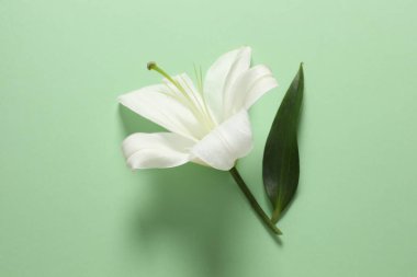 Renk arkaplanında zambak çiçeği