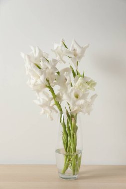 Renkli arkaplanda beyaz gladiolus