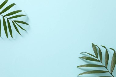 Renk arkaplanında tropikal palmiye yaprağı olan düz bir kompozisyon. en üstteki görünüm