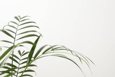 Beyaz arkaplanda canavar yaprağı