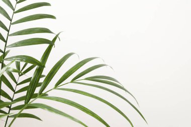 Beyaz izole arka planda yeşil palmiye ağacı. Boşluğu kopyala.