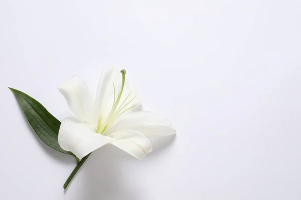 Hermosa Flor Blanca Sobre Fondo Blanco —  Fotos de Stock