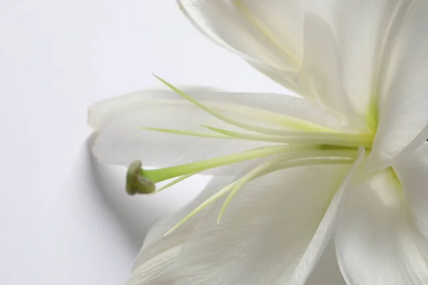 Primer Plano Plano Hermosas Flores Lirio Blanco —  Fotos de Stock