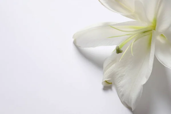 Mooie Witte Orchideebloem Witte Achtergrond — Stockfoto