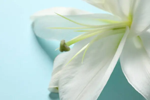 Hermosa Flor Lily Sobre Fondo Azul —  Fotos de Stock