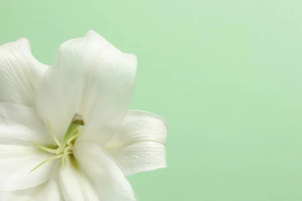 Цветок Лили Зеленом Фоне — стоковое фото