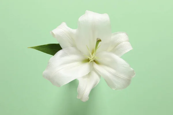 Белая Лилия Зеленом Фоне — стоковое фото