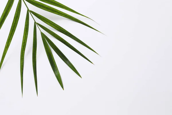 Пальмовый Лист Тенью Изолированы Белом Фоне Плоский Лежал Тропический Лист — стоковое фото