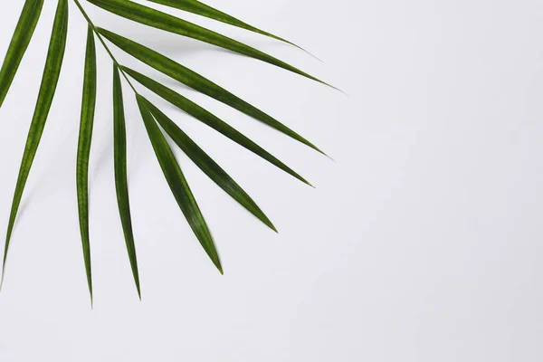 Зеленый Лист Пальмы Белом Фоне Тропический Лист — стоковое фото