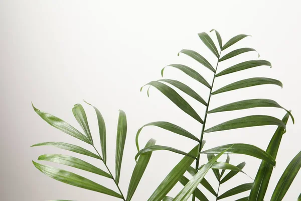 Зеленые Тропические Листья Белом Фоне Плоский Лежал Пространство Текста — стоковое фото