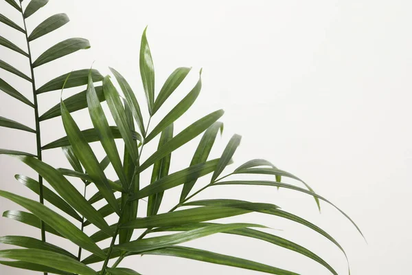 Тропический Зеленый Лист Пальмы Белом Фоне — стоковое фото