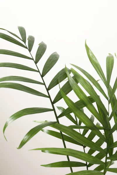 Тропические Зеленые Листья Белом Фоне — стоковое фото