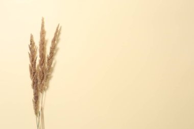 Renkli arkaplanda kuru çiçekler