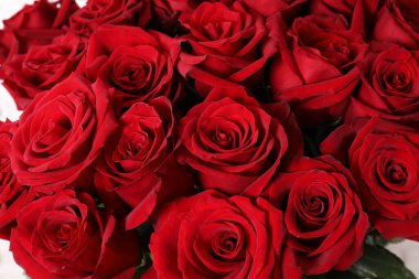 Kırmızı güller. Yaklaş..