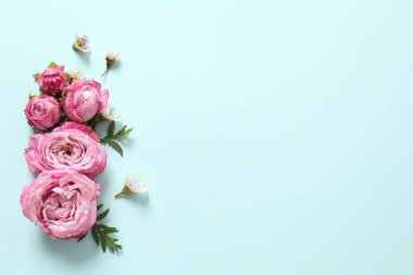 Mavi arka planda güzel pembe şakayıklar, üst manzara. Düz yat. Metin için boşluk