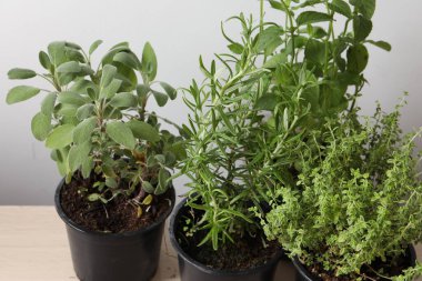 saksıdaki farklı bitkiler