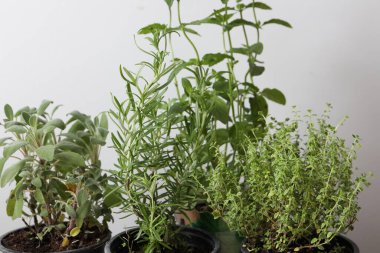 Beyaz arka planda otlar ve otlar, üst görünüm, düz yatış.