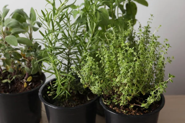 Saksılarda taze ot filizleri